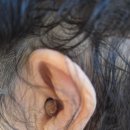 대학당 | 안양보청기 대학당보청기에서 스타키 귓속형 보청기 청소와 피팅 받고 왔어요