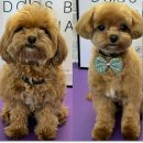 아름다운애견세상 이미지