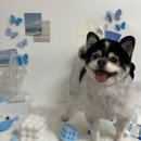 깔끔하개 이미지