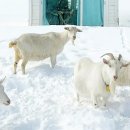 산양목장 이미지