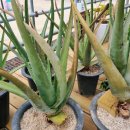 알로애 꽃집 이미지