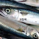 계절별요리 이미지