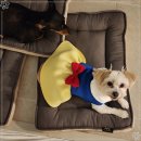 펫글타운 이미지