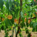 용천농원 이미지