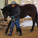 해피그루밍 | 승마는 처음이라 두근두근 평창 해피호스파크에서 말Horse 교육 참여 후기