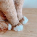 황금고양이 이미지