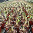 석산농장 이미지