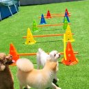 포포퍼피 이미지