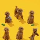 해피한 멍 이미지