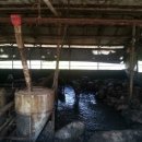 천남농장 이미지