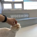 고양이 카페 여기 이미지