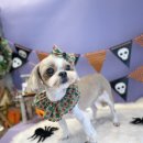 까까뿌숑 이미지