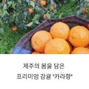신효동-28 | 감귤노리터가 '카라향' 프리미엄 감귤, 제주 봄을 담아 보냅니다