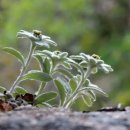 Pinocchio-1 이미지