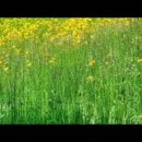 들꽃풍경 이미지