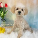 펫밀리쌀롱 이미지