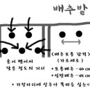 김장배추 재배 이미지