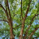 욱임농장 | 동상면 #수만리 #해뜨는 농장 갔다온후기(#시골닭,백봉오골계시험,#생계란)