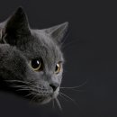 송동물병원 이미지