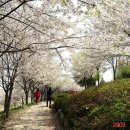 상록초교 이미지