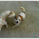 하운드민박 이미지