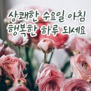 수요일 Daum카페