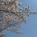 길마어린이공원 공중화장실 | 광주 가볼만한곳 주말나들이 벚꽃명소 중외공원 포토존 추천