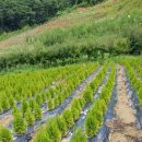 그린농장 이미지