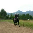 프리지안 이미지