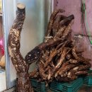 토종건강원 이미지