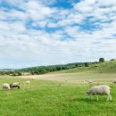 (유)고려렌트카 이미지