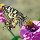 나비 한살이 이미지