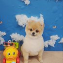 애견미용실 이미지