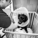 정평동물병원 이미지