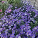 플라워 클래스 이미지