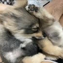 퍼피테일 이미지