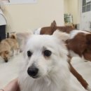 [해피/스피츠믹스/여아] 복슬복슬 하얀 털이 사랑스러운, 해피🩷 이미지