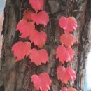 참새의 정원 이미지