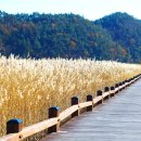 순천만 습지 이미지