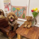 부띠끄멍 수제간식 이미지