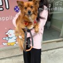 피개행개 이미지
