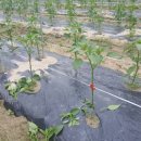 크로바농장 이미지