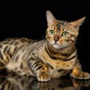 고양이 수염 이미지