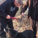 레스큐가디언 이미지