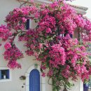 리틀미코노스2 이미지