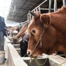 광시 목장 이미지