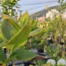 상빈농장 이미지