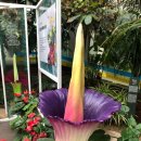타이탄아름 시체꽃 세상에서 가장큰꽃2 이미지