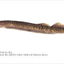 칠성장어 이미지