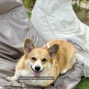 닥터각 동물병원 | 썰ㅠ_ㅠ (웰시코기, 상세후기, 어금니, 발치, 신경...크라운, 비용, 상담, 춘천, 닥터각, 리본, 동물병원)